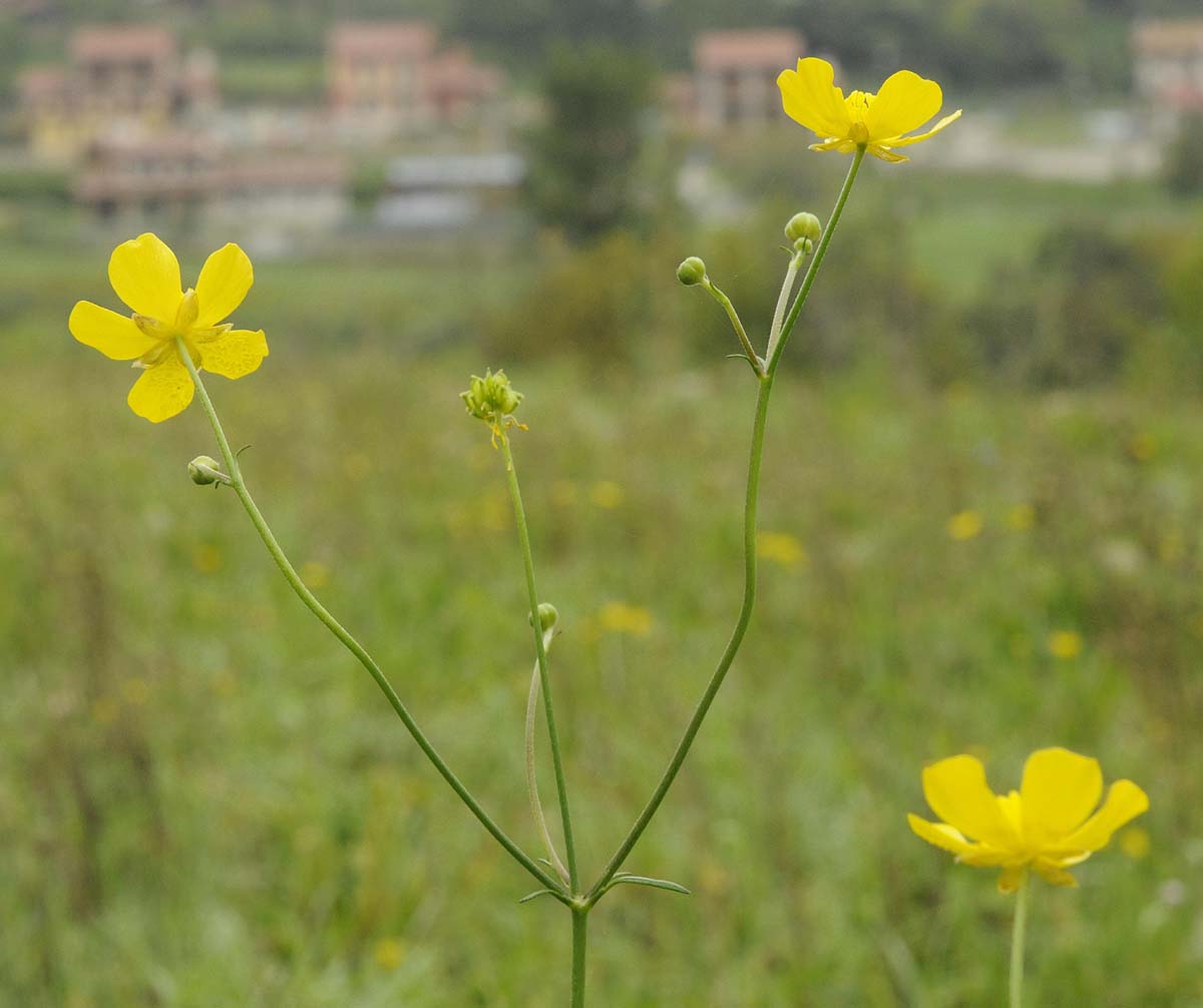 Ranunculus acris / Ranuncolo comune